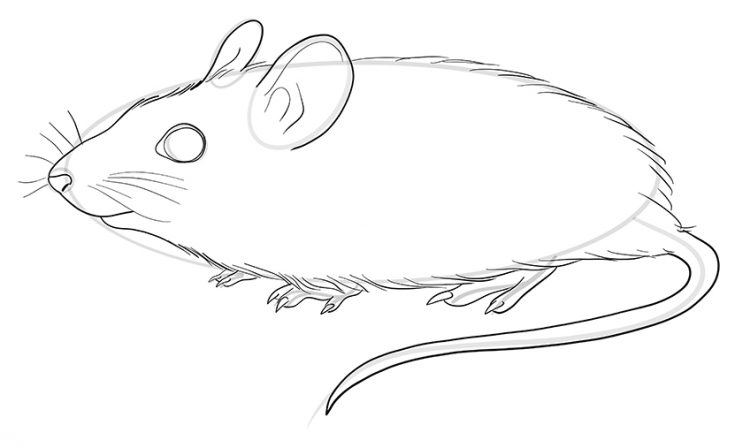 How to Draw a Mouse - A Beginner's Mouse Drawing Tutorial