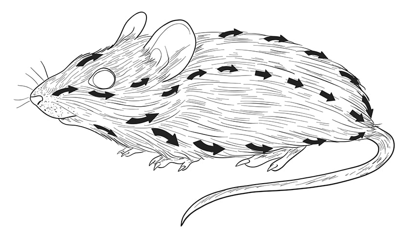 Mice Drawing Step 10b