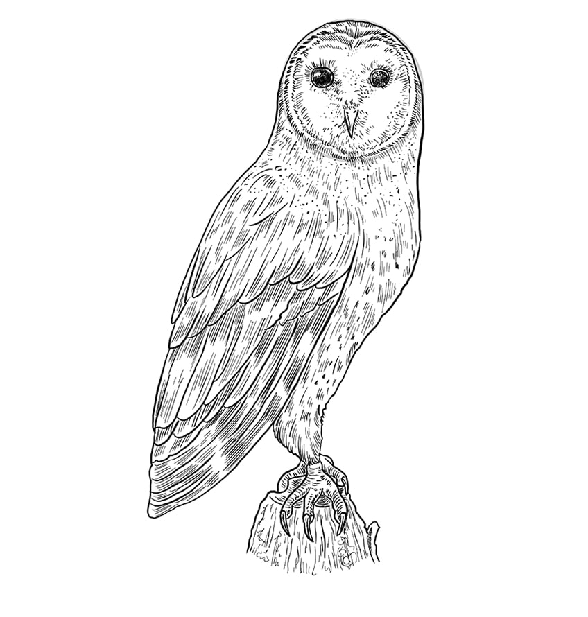 Step 11 of Owl Drawing