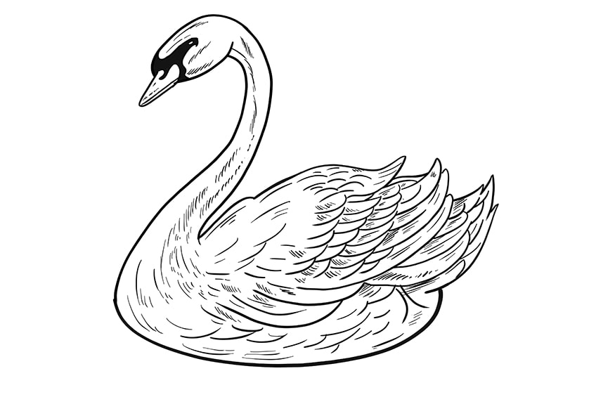 Step 11 of Swan Drawing