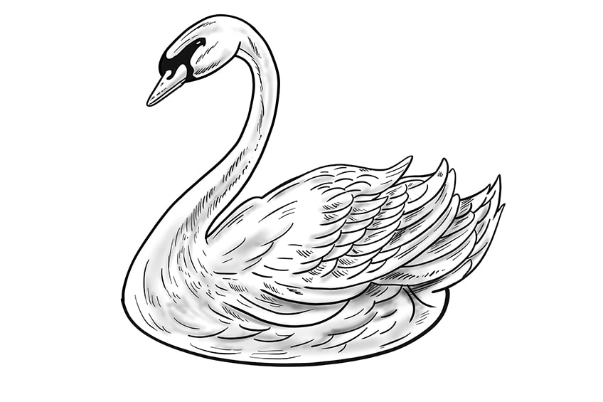 Step 12a of Swan Drawing