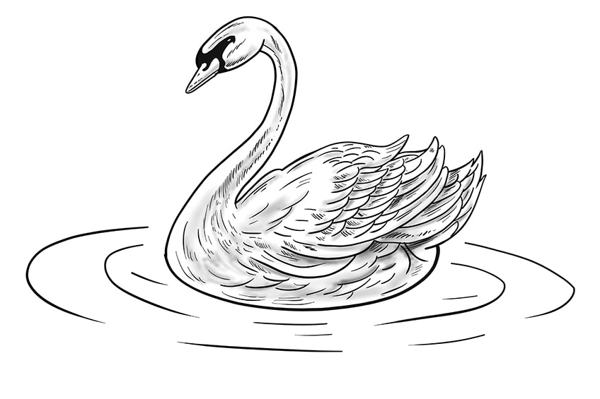 Step 12b of Swan Drawing
