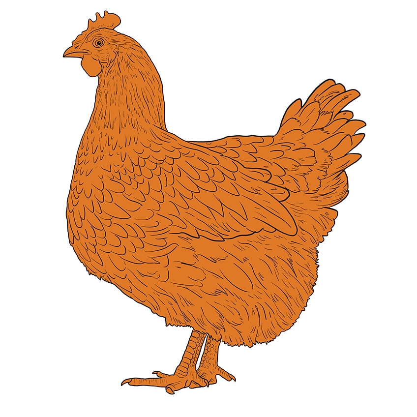 chicken drawing 10