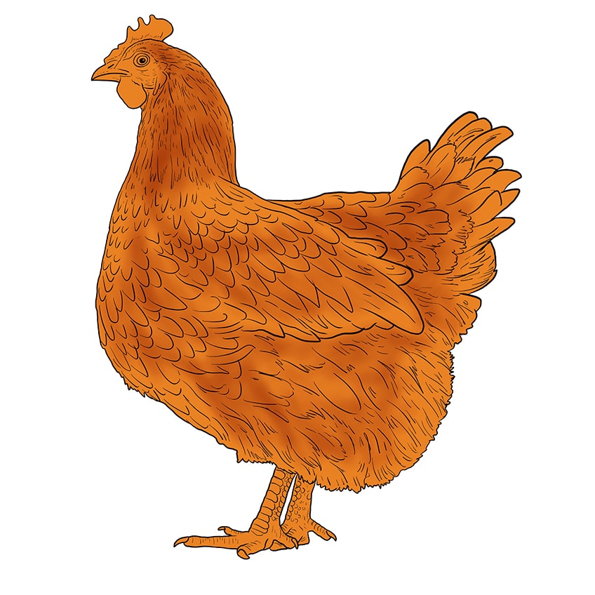 dessin de poulet 11