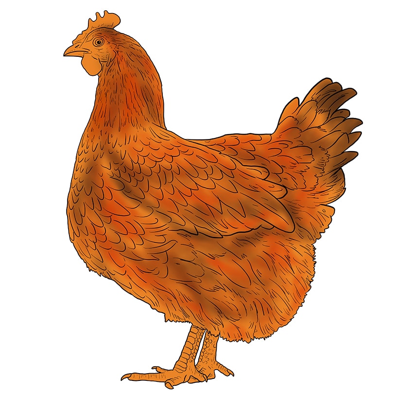 chicken drawing 12