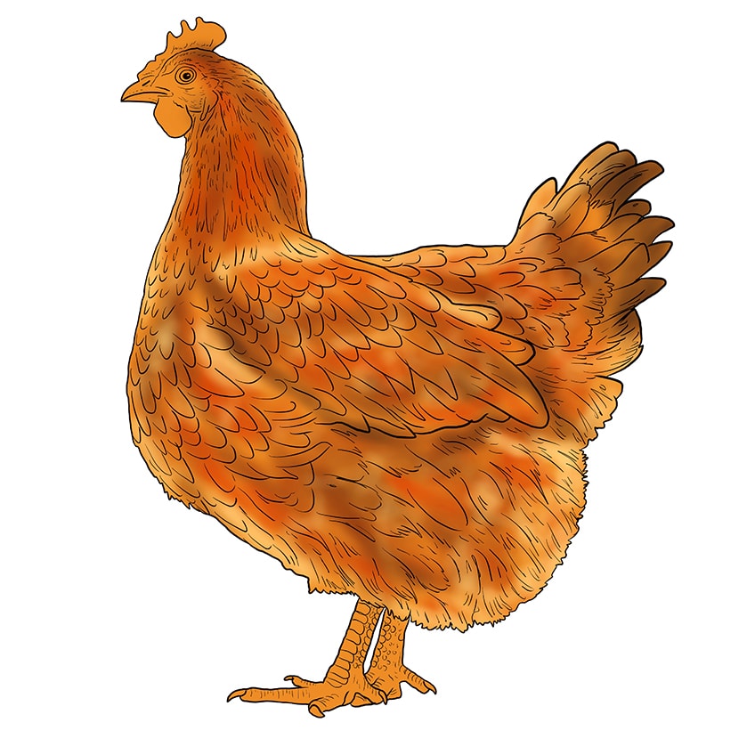 chicken drawing 13