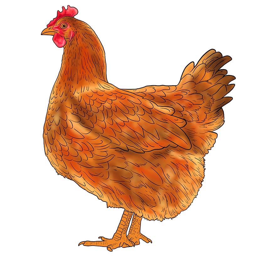 chicken drawing 14