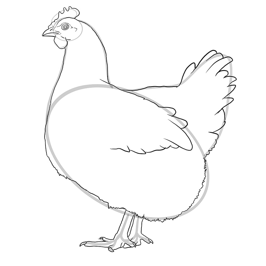chicken drawing 8