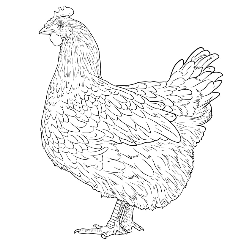chicken drawing 9
