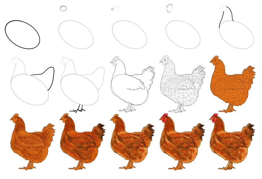 Chicken Drawing - How To Draw A Chicken Step By Step!