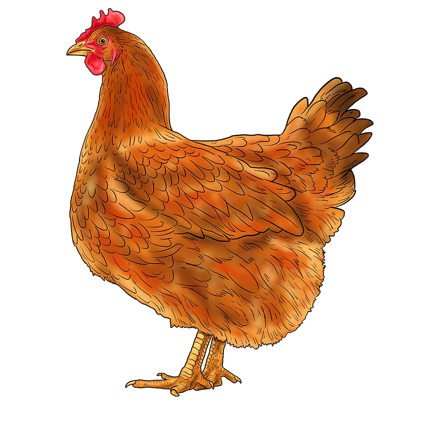 chicken sketch