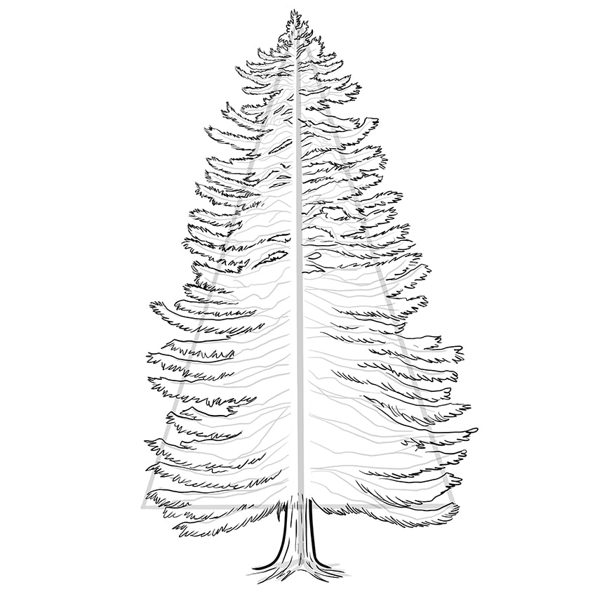 conifer drawing 7