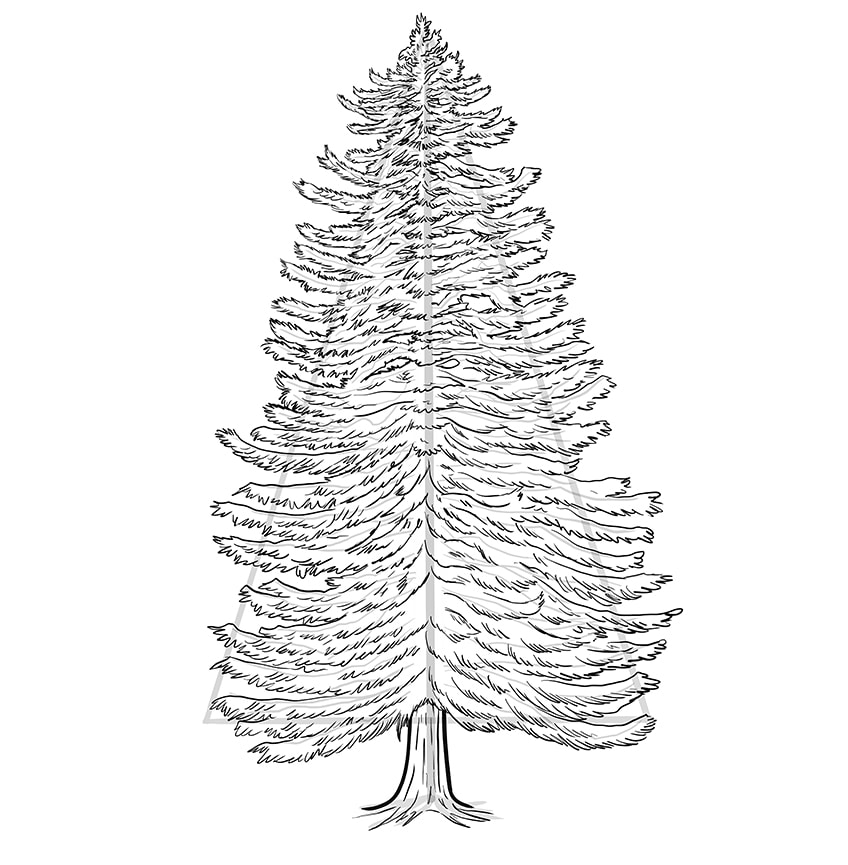 conifer drawing 8