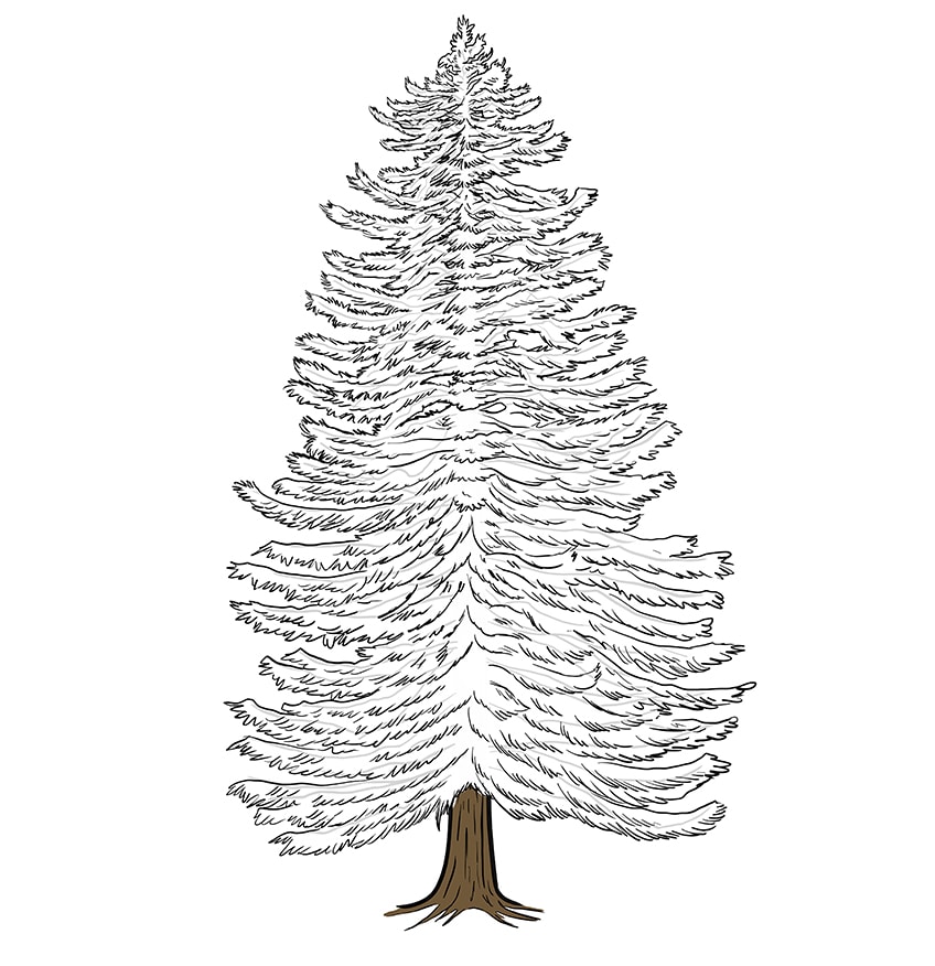 conifer drawing 9