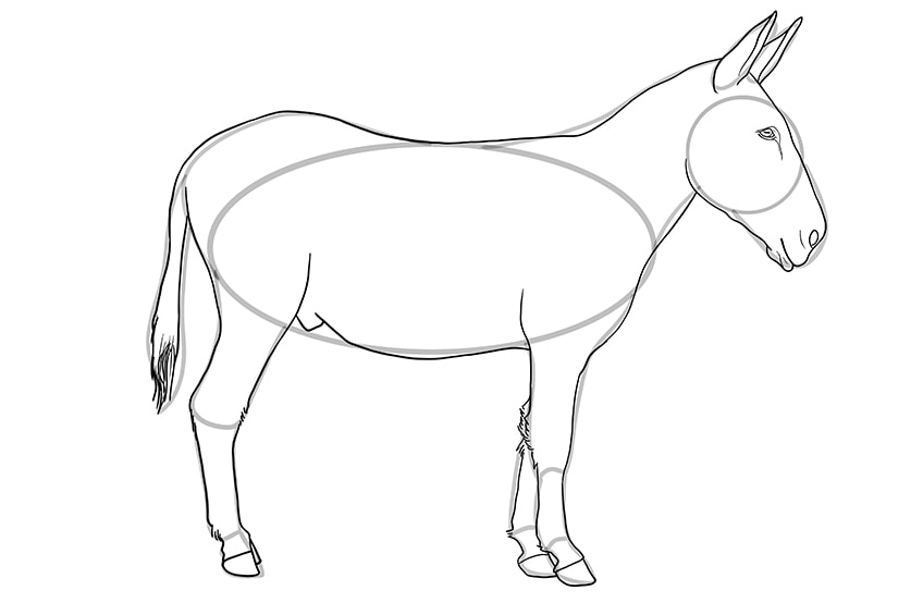 donkey drawing 11