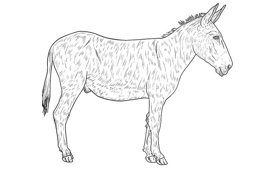 donkey drawing 12