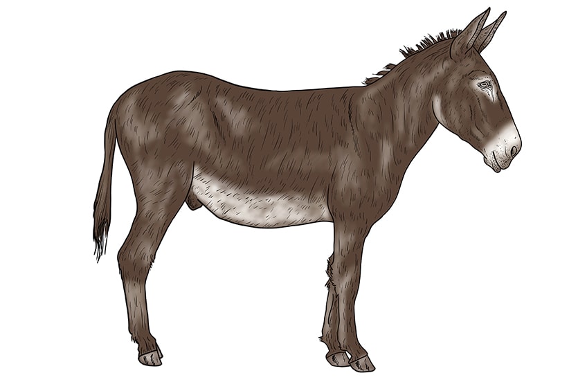 donkey drawing 15