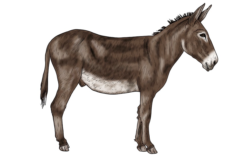 donkey drawing 16