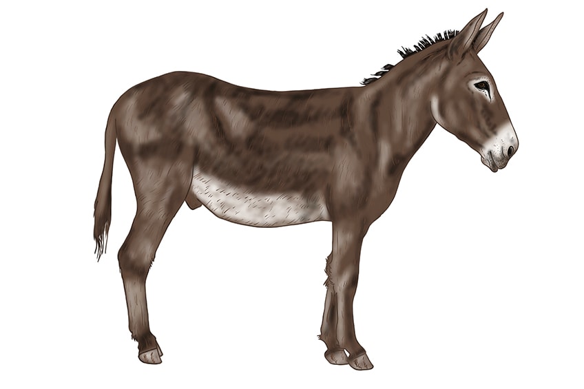donkey drawing 17