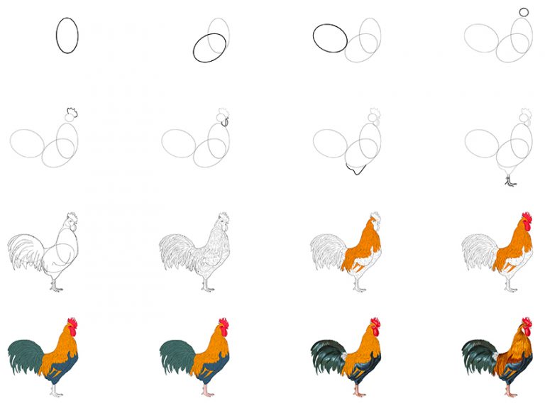 How to Draw a Rooster - Our Fun Cockerel Drawing Tutorial