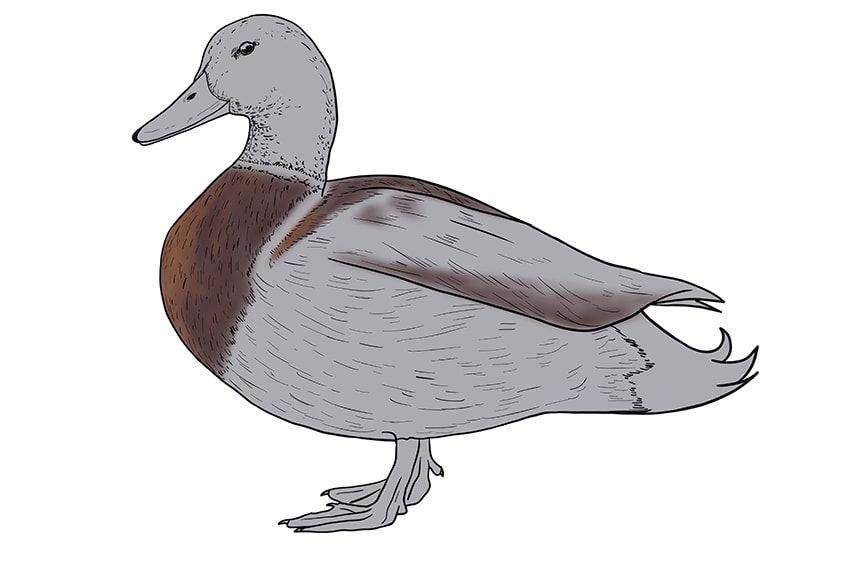 duck drawing 11