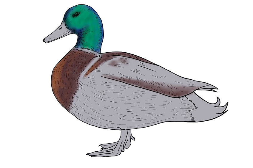 duck drawing 12