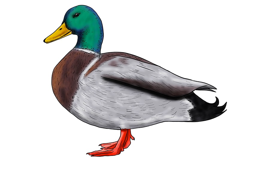 duck drawing 14