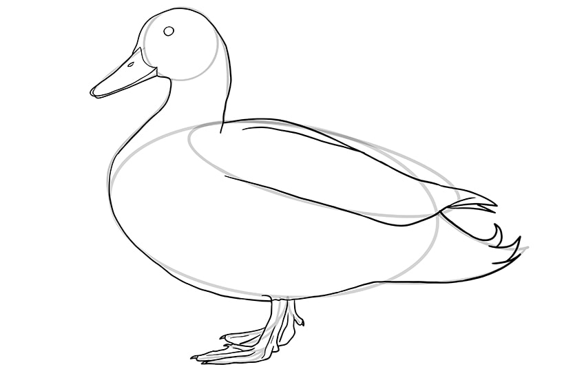 duck drawing 8