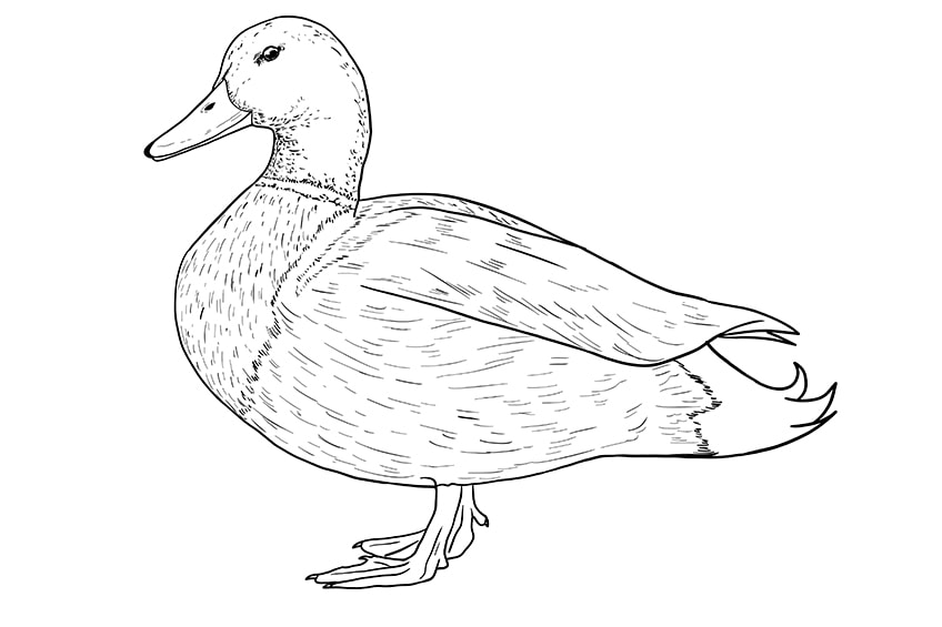 duck drawing 9