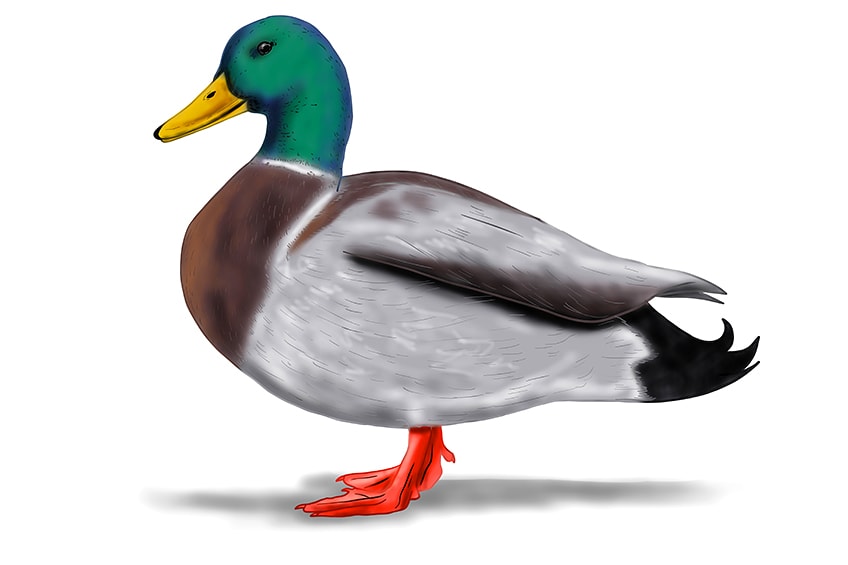 duck sketch