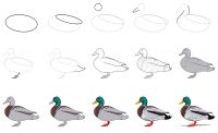How to Draw a Duck - An Easy Duck Drawing Tutorial for All Artists