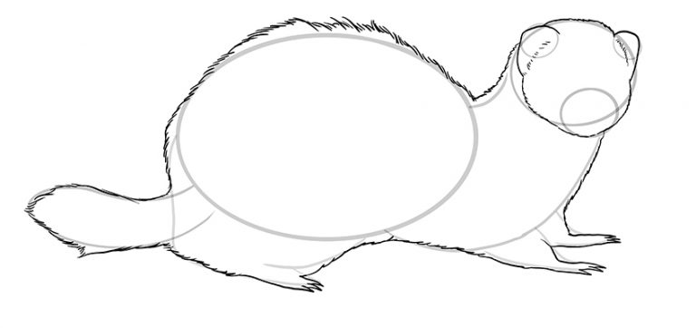 How To Draw A Ferret A Fun And Easy Ferret Drawing Tutorial