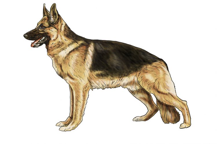 How to Draw a German Shepherd A Quick and Easy Drawing Tutorial