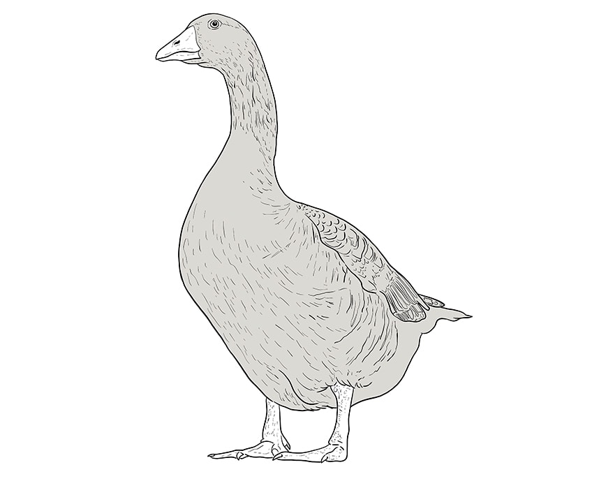 goose drawing 10
