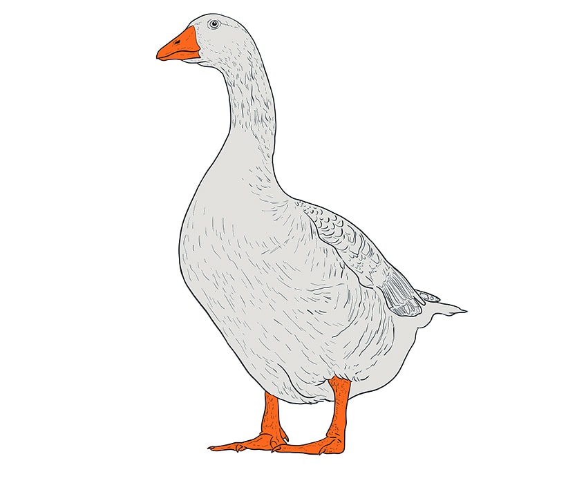 goose drawing 11