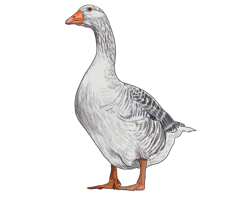 goose drawing 13