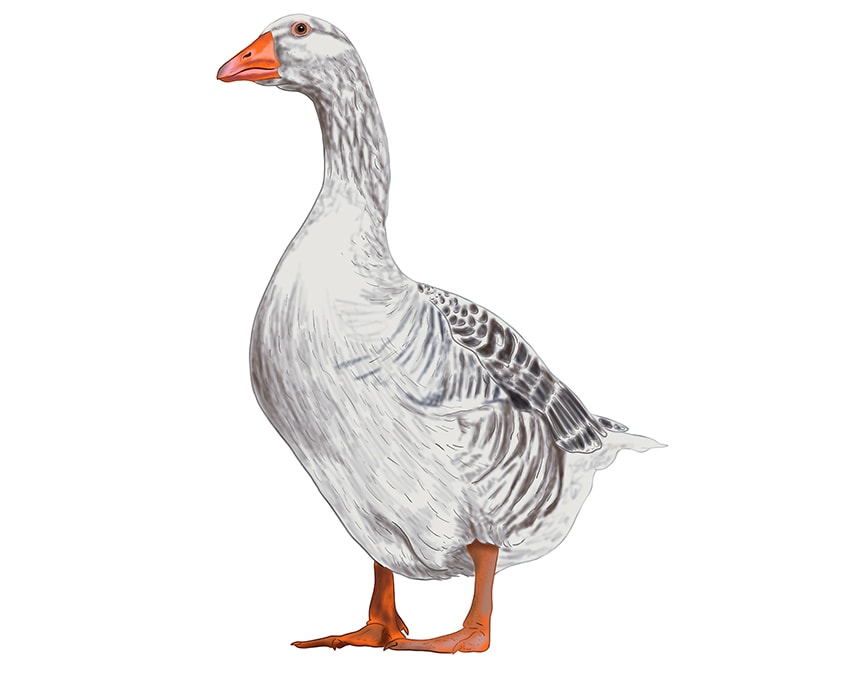 goose drawing 14