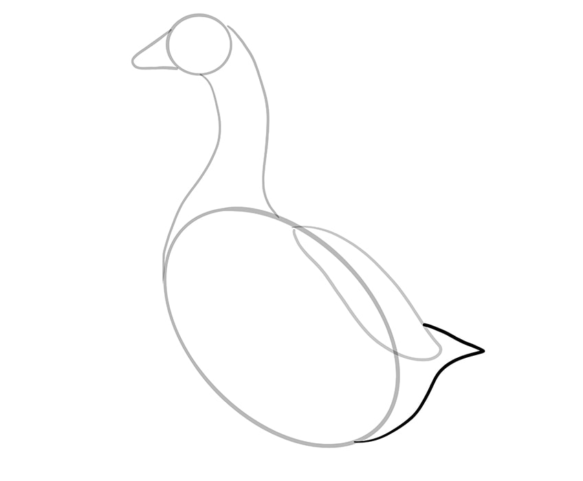 goose drawing 6