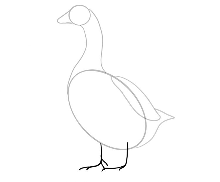 How to Draw a Goose - A Step-by-Step Goose Illustration Tutorial