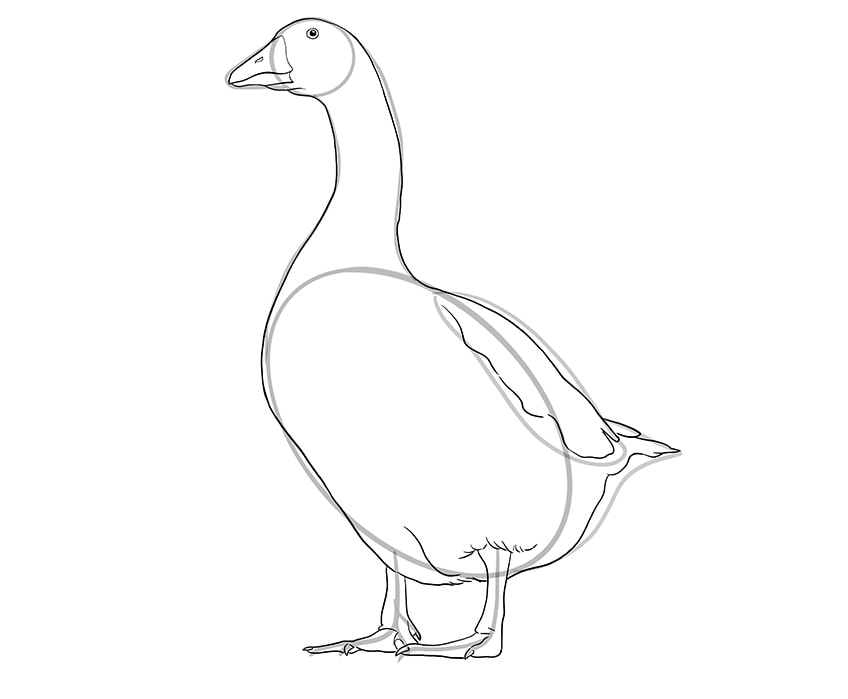 goose drawing 8