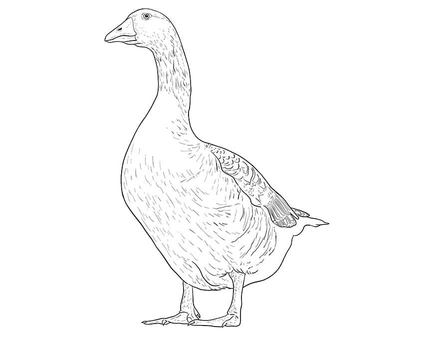 goose drawing 9