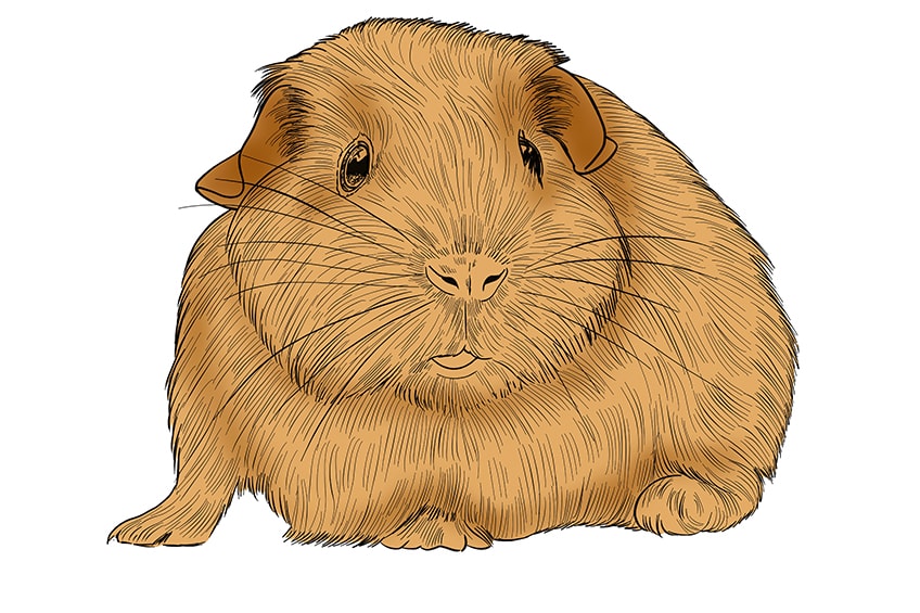 guinea pig drawing 11