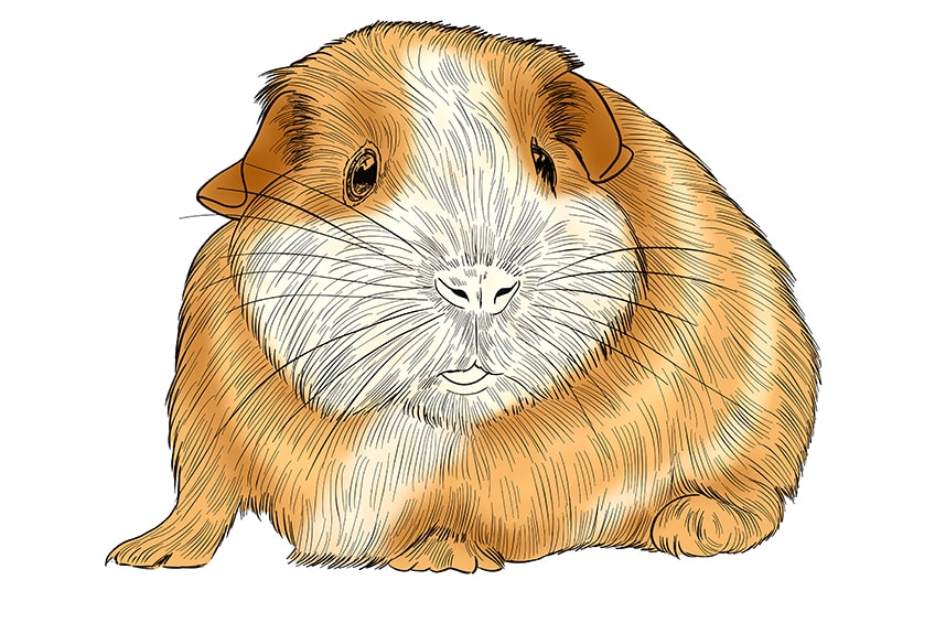 guinea pig drawing 12