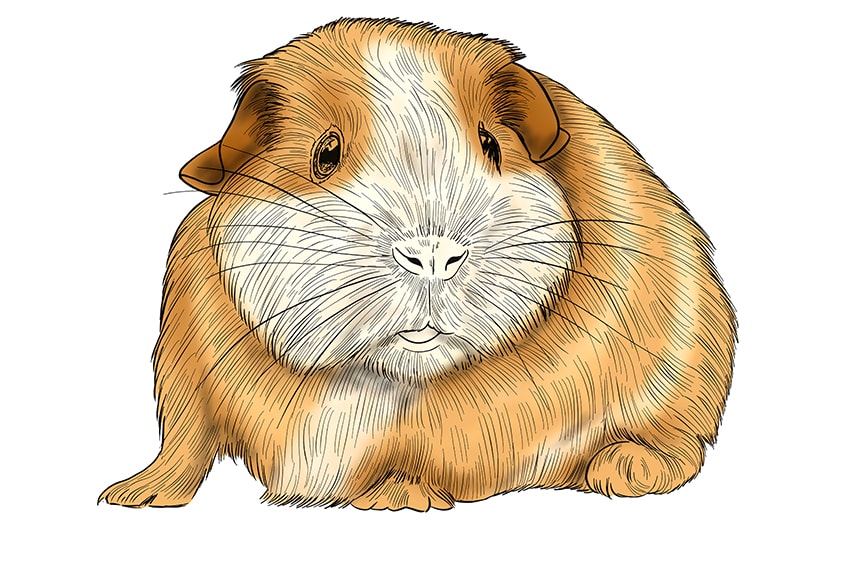 guinea pig drawing 13