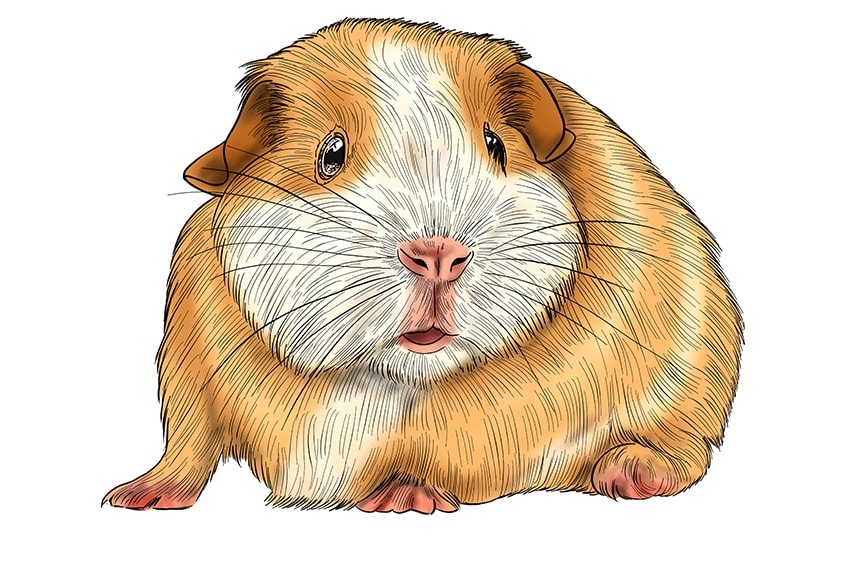 guinea pig drawing 14