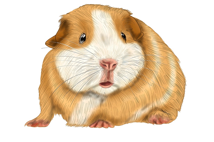 guinea pig drawing 15