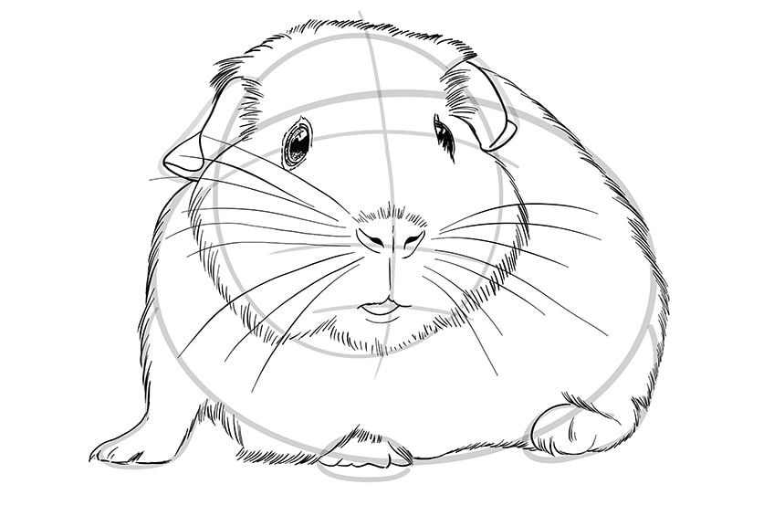 guinea pig drawing 8