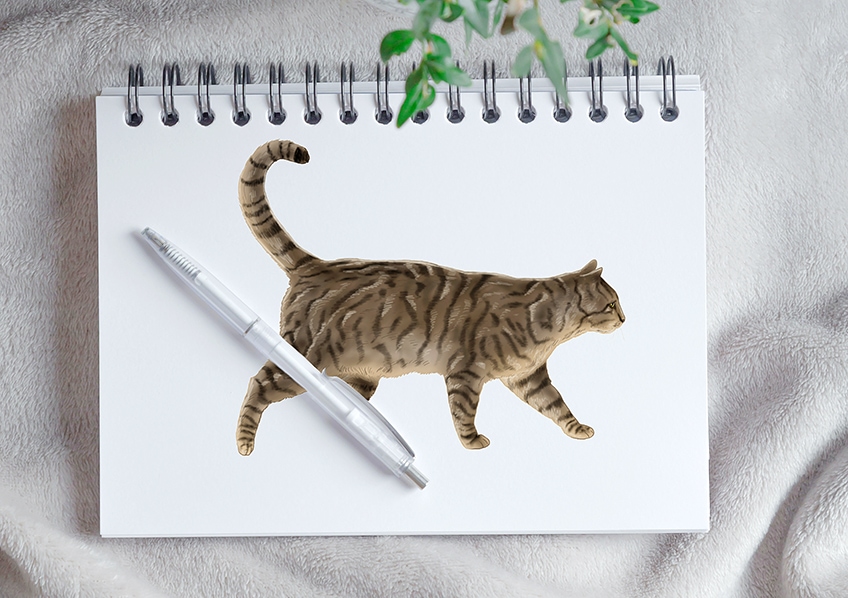 Drawing a realistic cat 