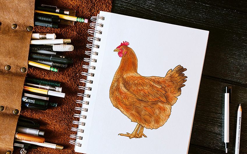 how to draw a chicken