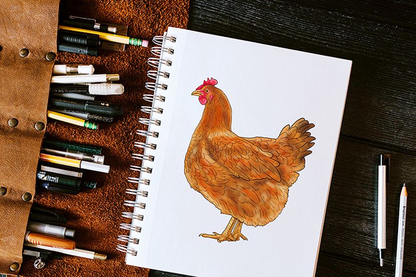 20 Easy Chicken Drawing Ideas - Beautiful Dawn Designs
